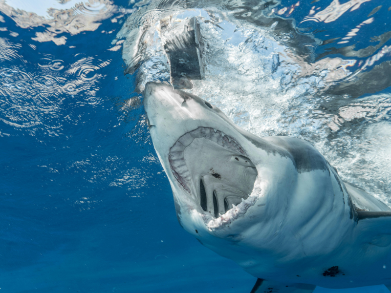 Scary shark opening mouth in water