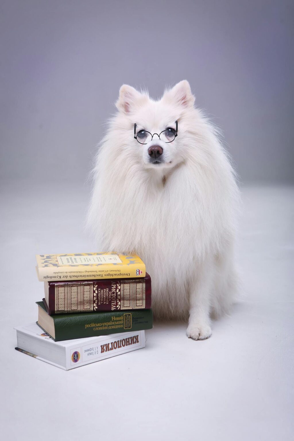 Dog wearing spectacles sitting near a stack of books