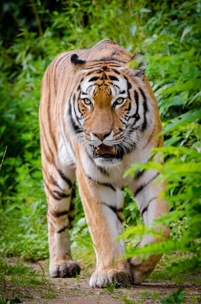 tiger-beside-green-plants-standing-on-brown-land-during-daytime